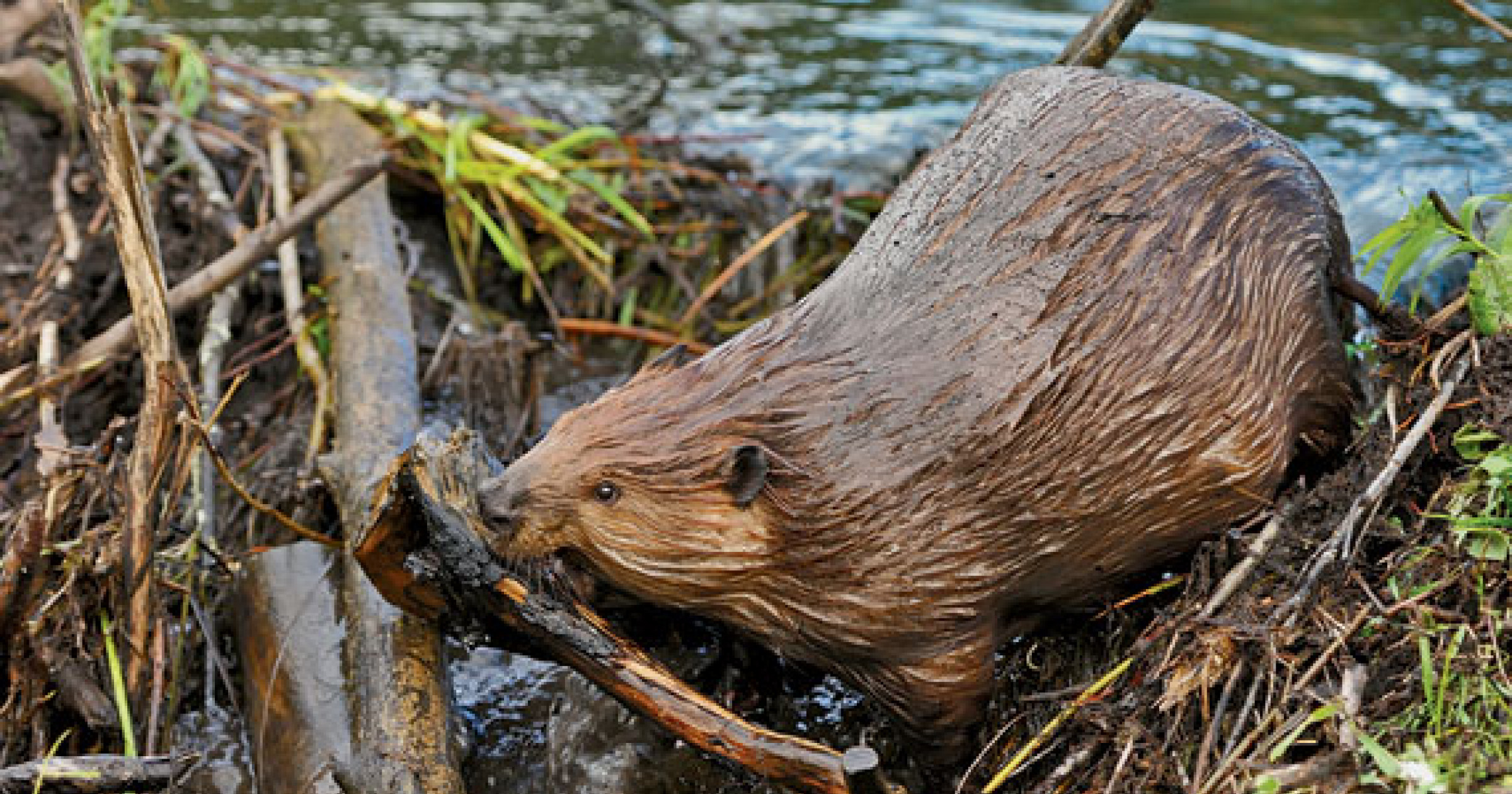 beaver-building-Robert-McGouey-570x375-1